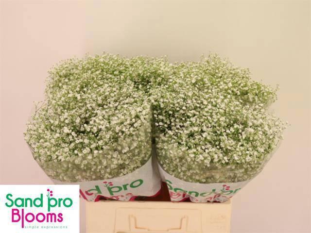 <h4>GYPS PA XLENCE</h4>