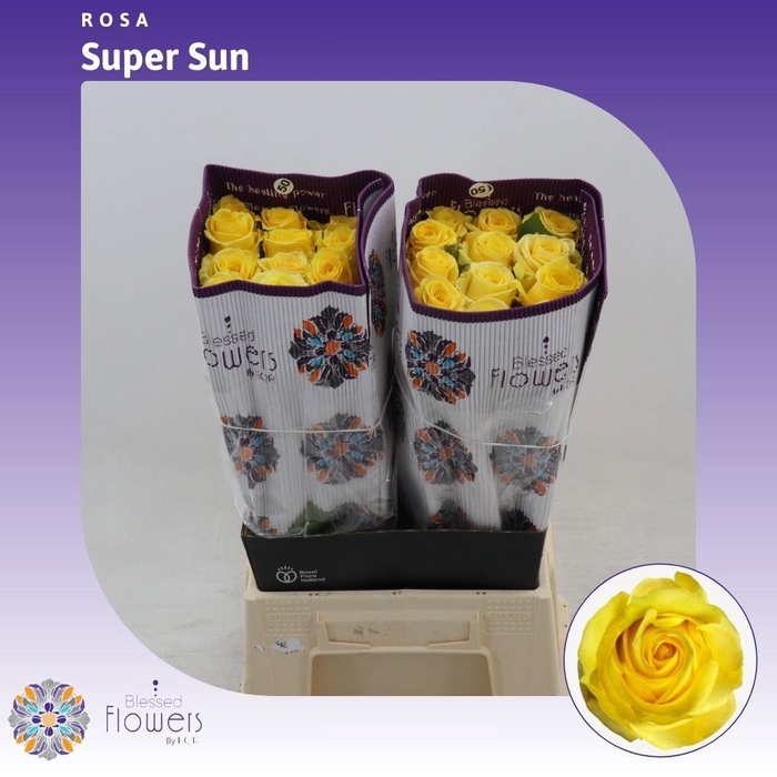 <h4>R GR SUPER SUN</h4>