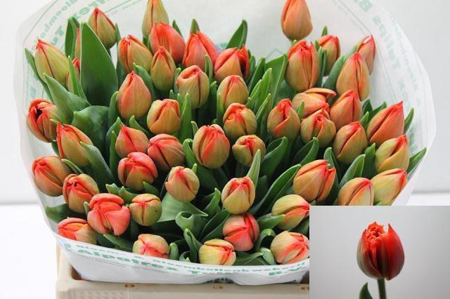 <h4>TU DU SAURON</h4>