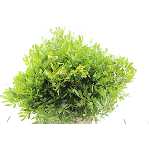 Pistache 40 Cm Select