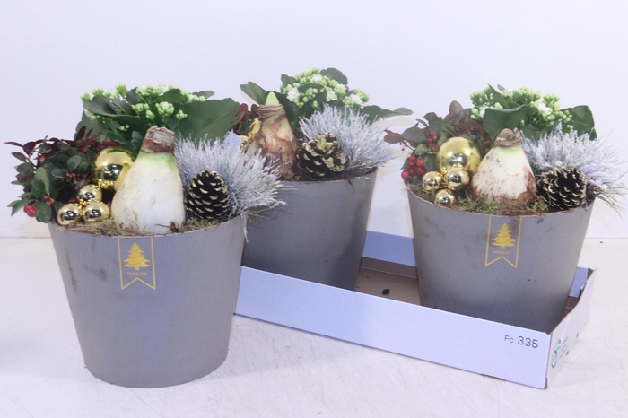 <h4>ARR HIPPEASTRUM</h4>