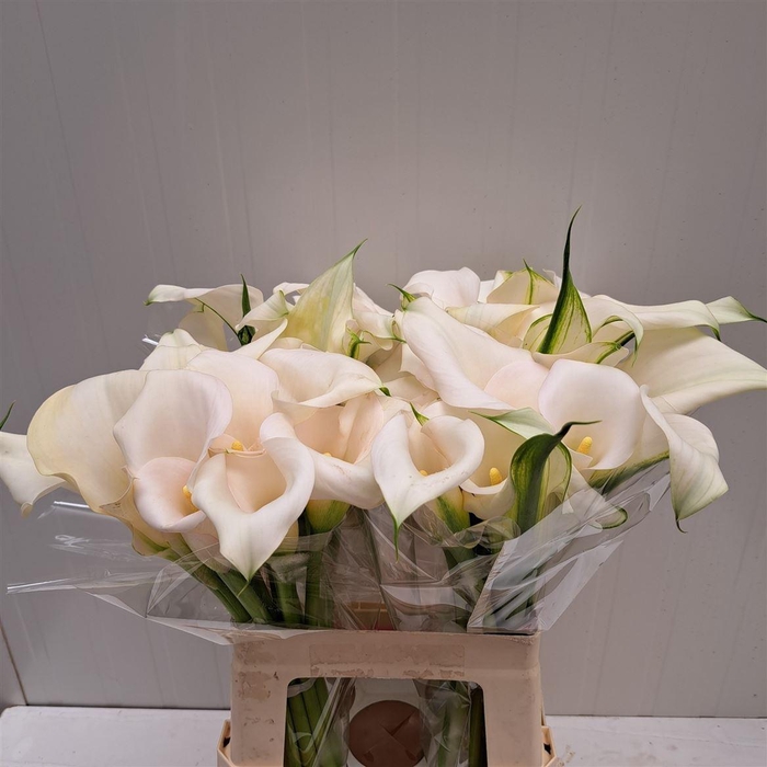<h4>Zant Ivory Art</h4>