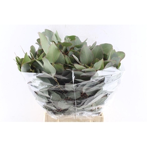 Euca Populus Short 150 Gram