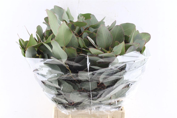 <h4>Euca Populus Short 150 Gram</h4>