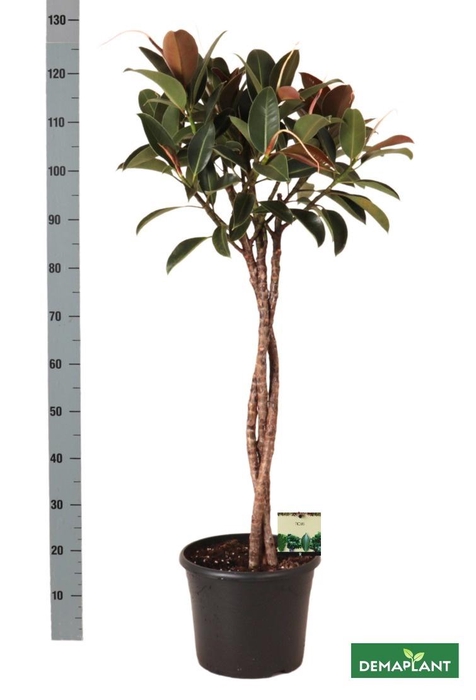 <h4>FIC EL MELANY</h4>