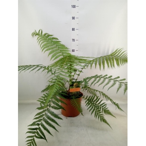 Dicksonia antarctica