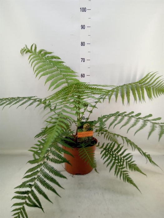 <h4>Dicksonia antarctica</h4>