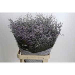 Limonium ov Misty Blue