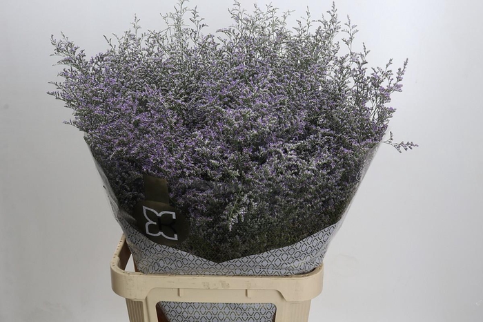 <h4>Statice Misty Blue</h4>