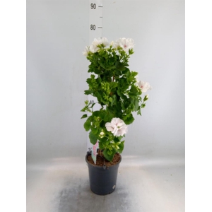Pelargonium gran. 'Mona Lisa White'