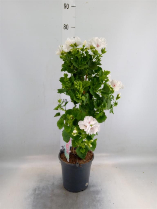 <h4>Pelargonium gran. 'Mona Lisa White'</h4>