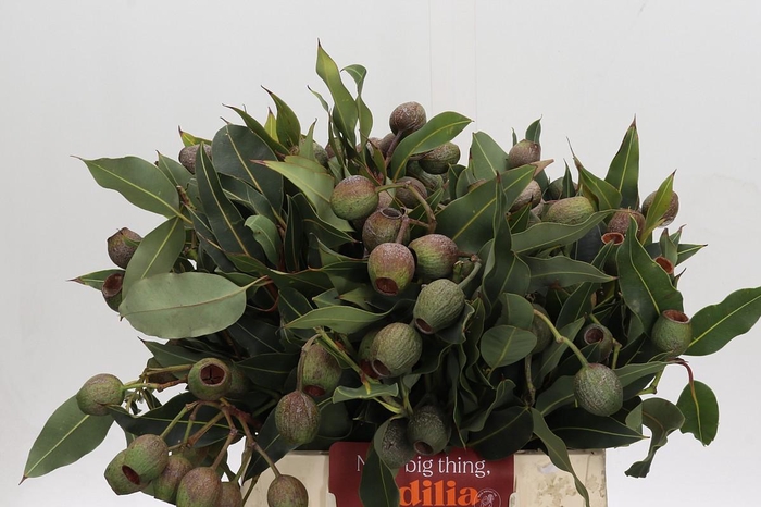 <h4>Kaaps Groen Euc. Bell Gum</h4>