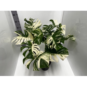 Monstera deliciosa Variegata 17Ø 50cm 1pp