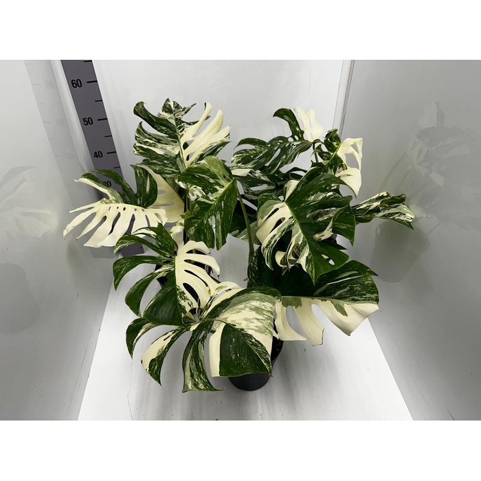 <h4>Monstera deliciosa Variegata 17Ø 50cm 1pp</h4>