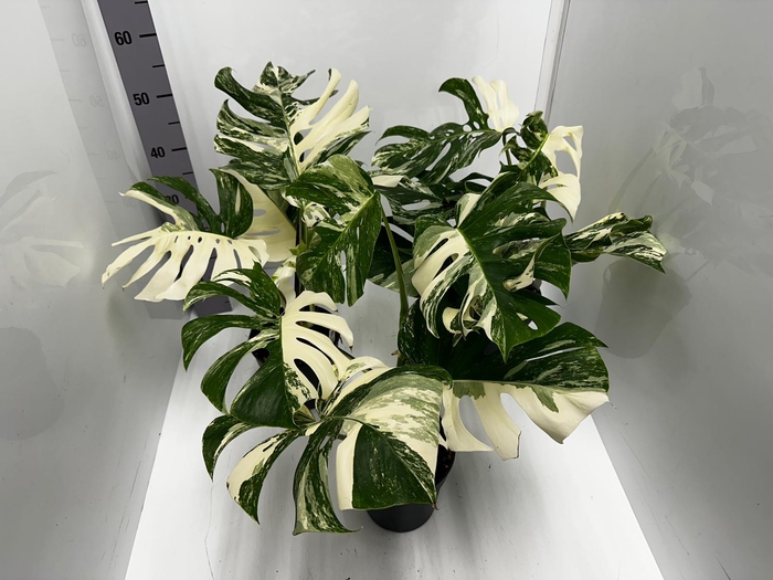 Monstera deliciosa Variegata 17Ø 50cm 1pp