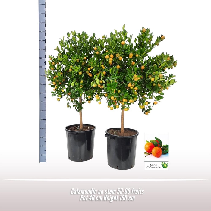 <h4>Citrus   ...</h4>