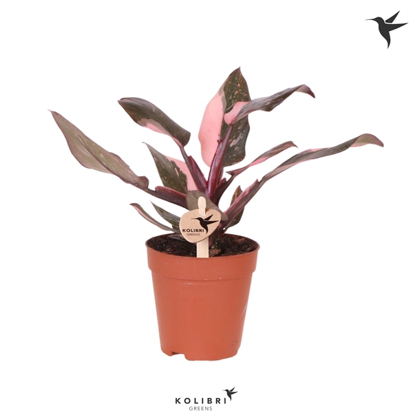 <h4>Kolibri Greens Philodendron Pink Princess Marble</h4>