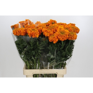 Tagetes Marigold Promise Orange