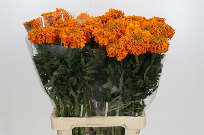 Tagetes Marigold Promise Orange