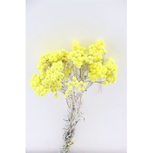 Dried Immortelle Yellow Bunch