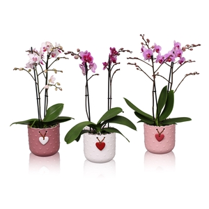 Phal. Multiflora 2-tak mix in keramiek BGC025 Mila keramiek