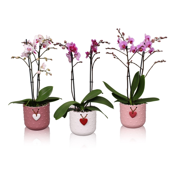 <h4>Phal. Multiflora 2-tak mix in keramiek BGC025 Mila keramiek</h4>