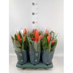 Vriesea  'Intenso Orange'