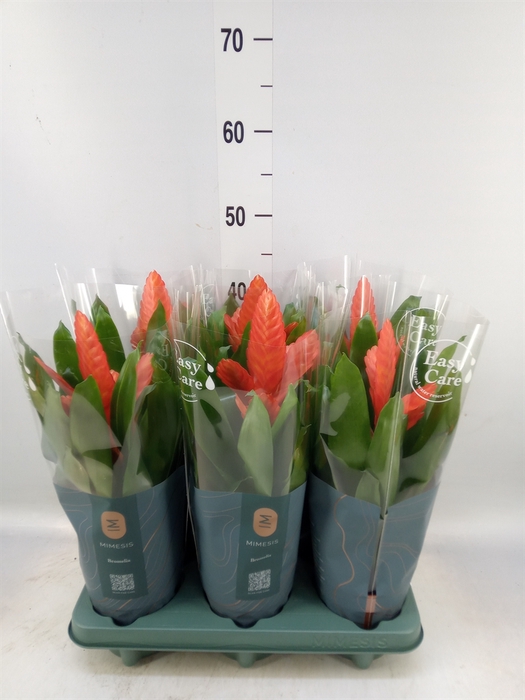 <h4>Vriesea  'Intenso Orange'</h4>