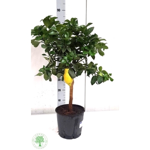 CITR LIMON