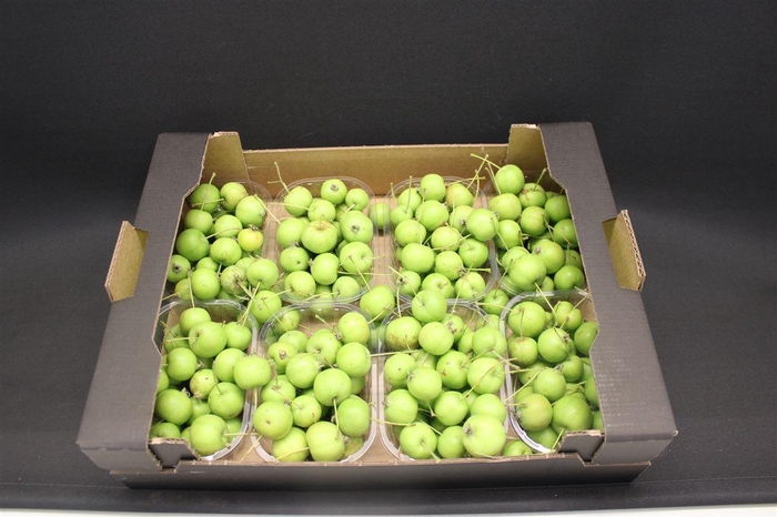 <h4>F Appel Malus Groen X8</h4>