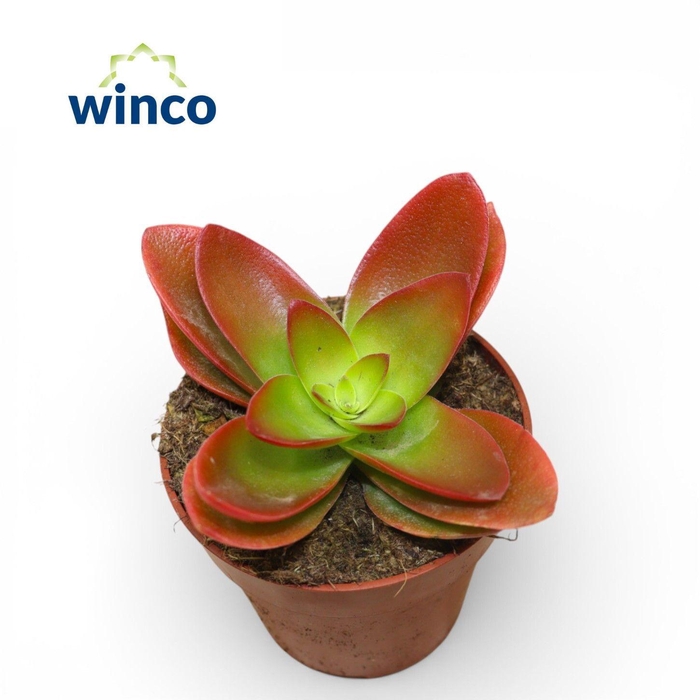 <h4>Crassula Capitella Campfire (red) (Single)</h4>