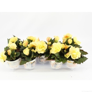 Begonia tuber. 'Fragrant FallLemon'
