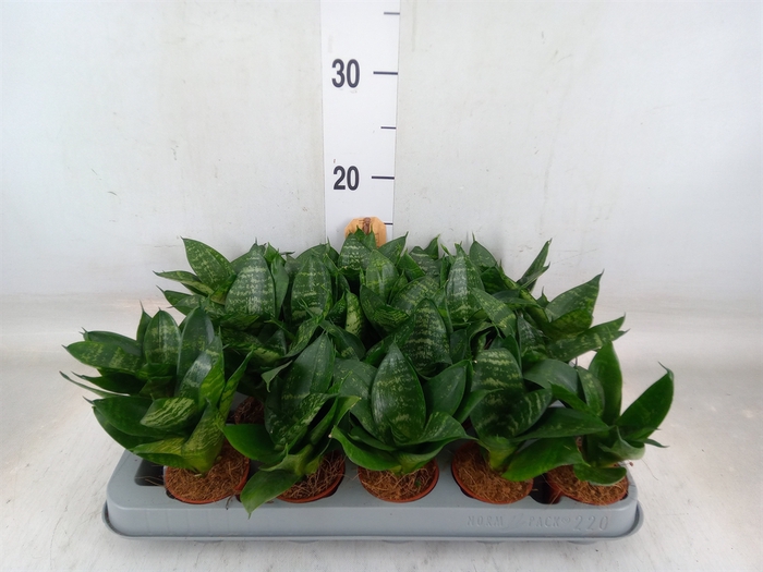 <h4>Sansevieria trifa. 'Hahnii'</h4>