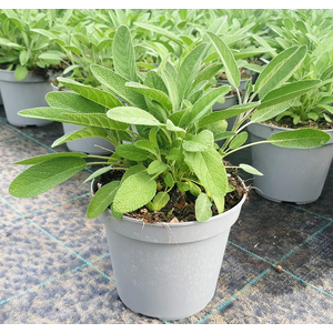 Salvia overig