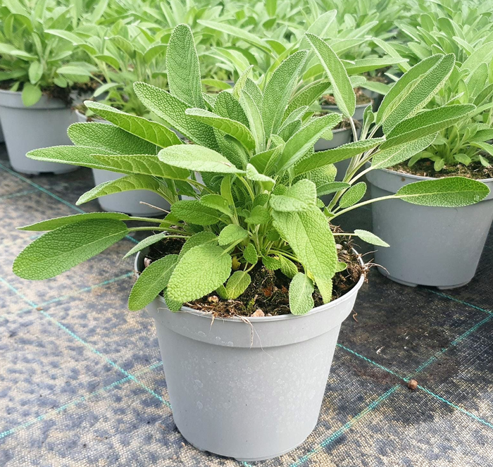 <h4>Salvia overig</h4>