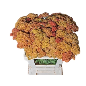Achillea Walter Funken