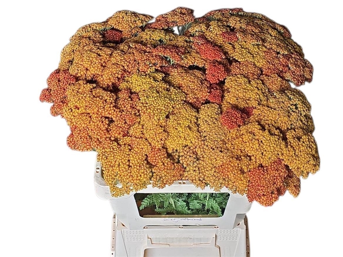 <h4>Achillea Walter Funken</h4>