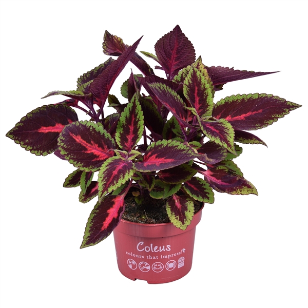 <h4>Coleus Main street Ruby road</h4>