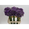 Allium Jackpot