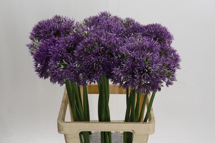 <h4>Allium Jackpot</h4>