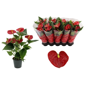 Anthurium 12 cm Success Red in Couture sleeve