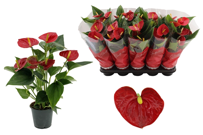 <h4>Anthurium 12 cm Success Red in Couture sleeve</h4>