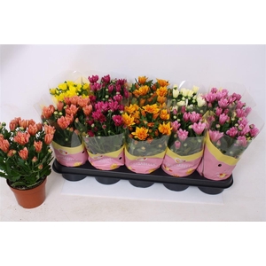 Chrysanthemum Indicum Grp gemengd 5 kleuren