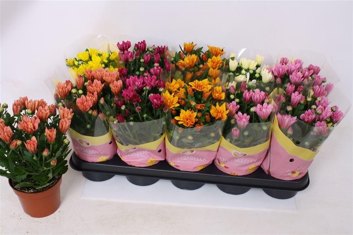 <h4>Chrysanthemum Indicum Grp gemengd 5 kleuren</h4>