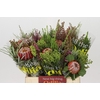 BQ Banksia Coccinea SFB