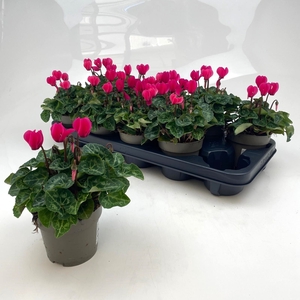 CYCL MD GARDEN