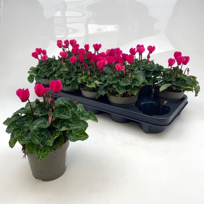 <h4>CYCL MD GARDEN</h4>