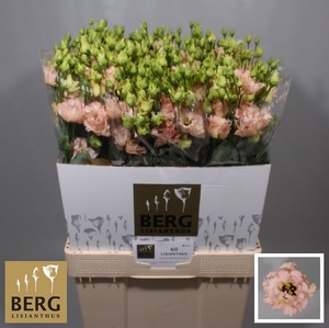 Lisianthus Alissa Light Apricot