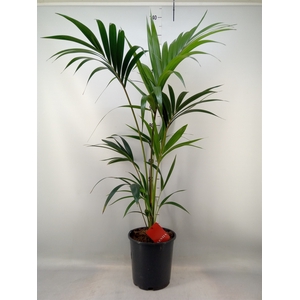 Howea forsteriana