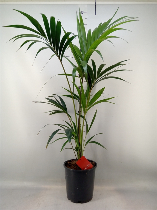 <h4>Howea forsteriana</h4>